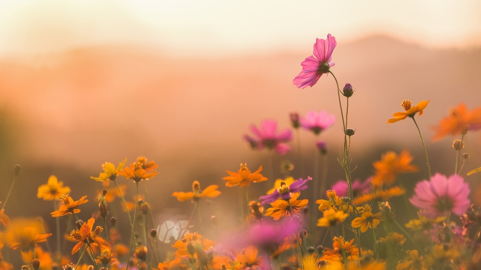 How to Create Beautiful & Blurry Backgrounds in Your Photos