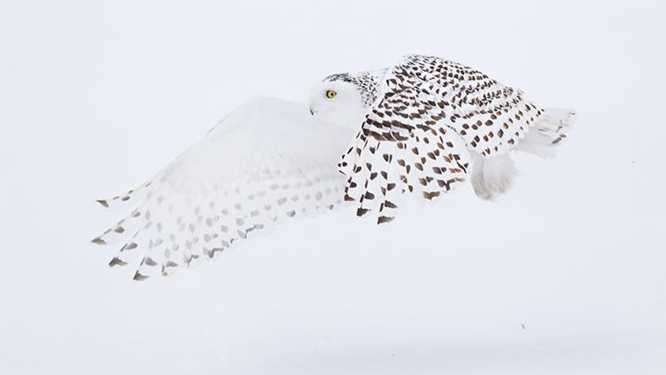 The Savvy Winter Bird Photographer, Part 1