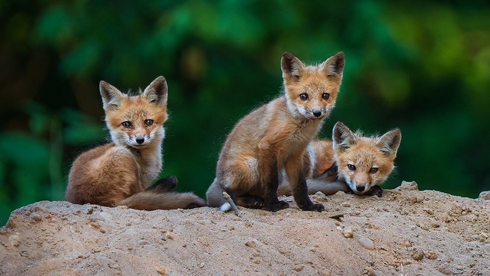 The Ethics of Wildlife Photography