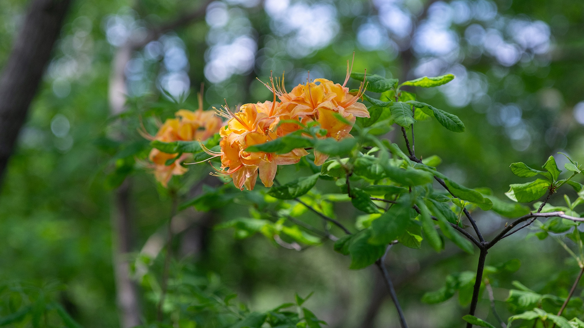 The Surprisingly Fun Viltrox AF 50mm f/2 Air Z Lens