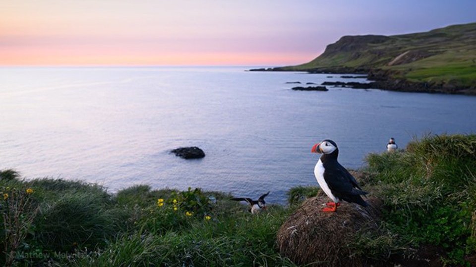 Unconventional Lenses for Wildlife Photography