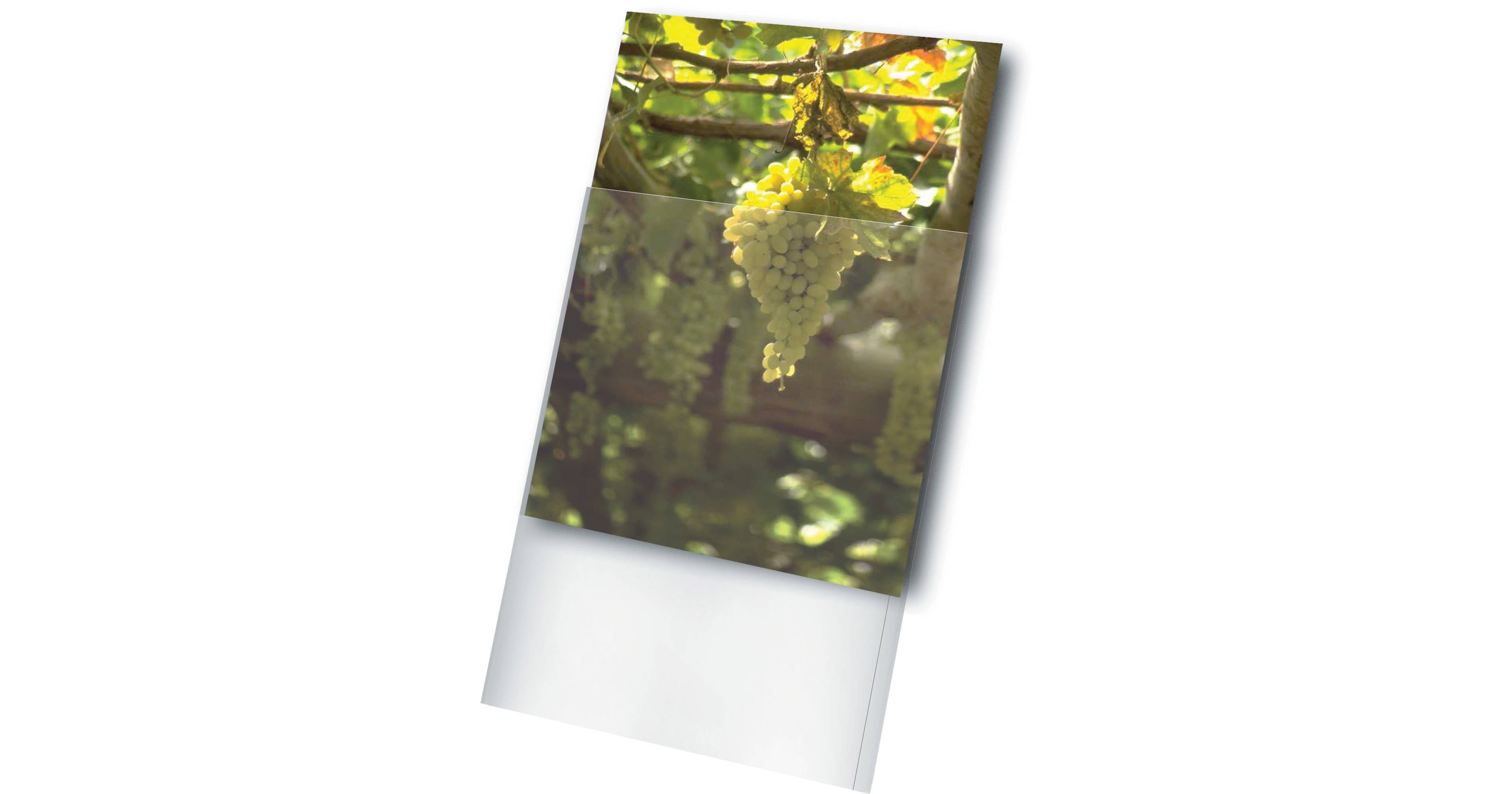 Print File Archival Storage Standard Photo Sleeve for 11 x 1164