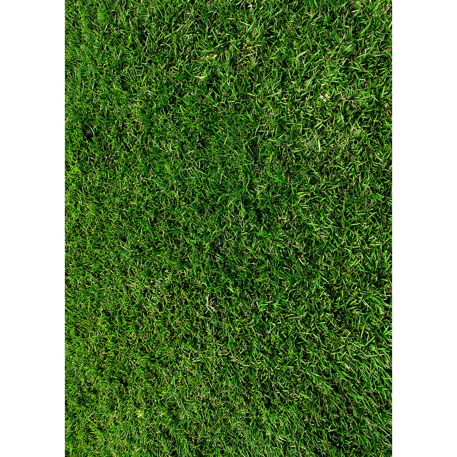 Westcott Green Grass Art Canvas Backdrop D0131 63x87 Cv Mc1 B H