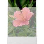 Dot Line S-00670 Plastines Envelopes (5x7", 1000 Envelopes)