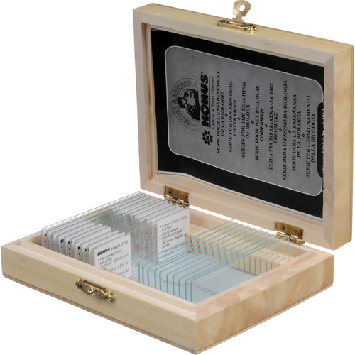 Set of 4 Prepared Slides Freshwater Algae