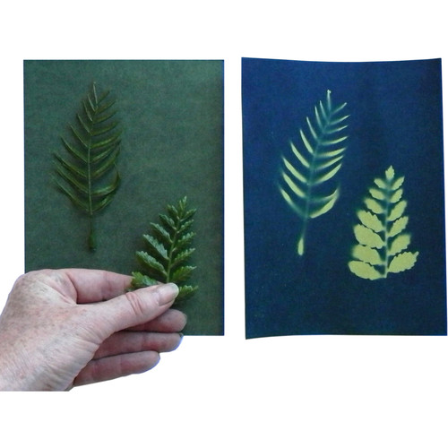 Cyanotype Store Cyanotype Paper (5 x 7
