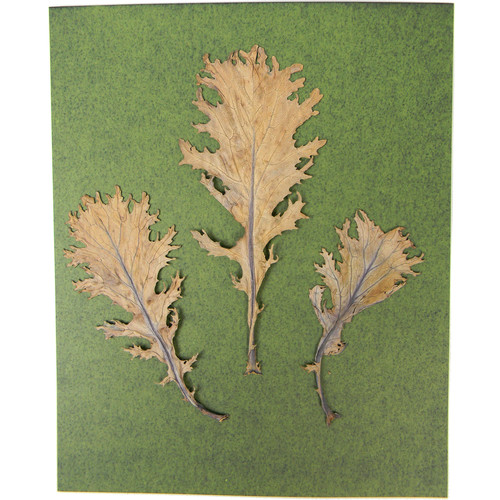 Cyanotype Store Cyanotype Paper (8 x 10