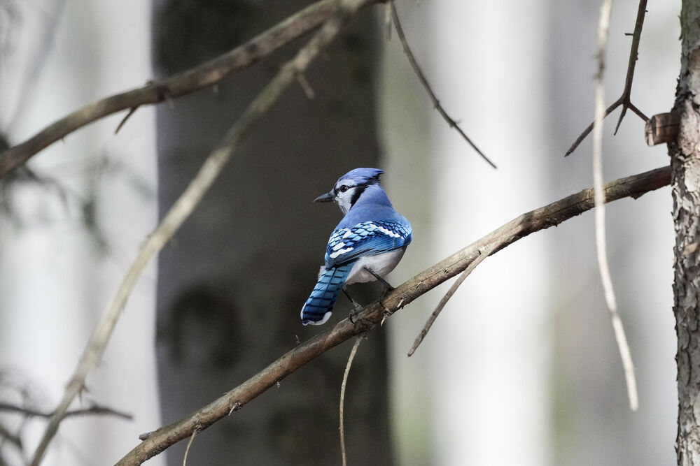Arrendajo azul