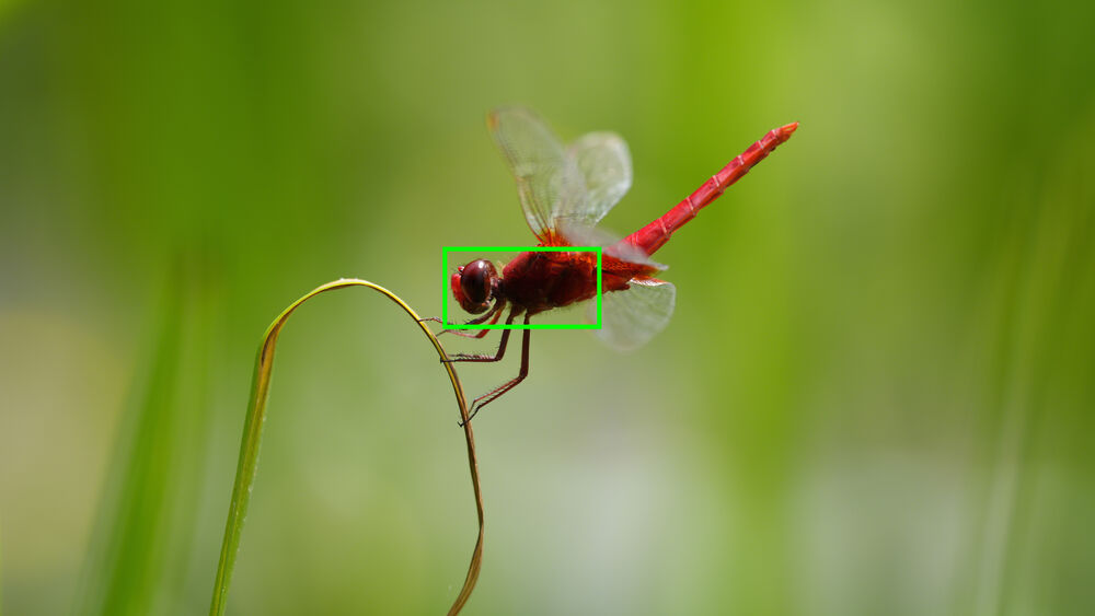Tính năng nhận dạng côn trùng mang lại hiệu suất thậm chí còn tốt hơn với khả năng phát hiện đầu hoặc toàn bộ đối tượng đang chuyển động như côn trùng.